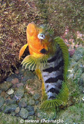 male Labrisomus nuchipinnis, photographed with a compact. by Helena Encarnação 